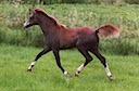 Moorkieker Highness