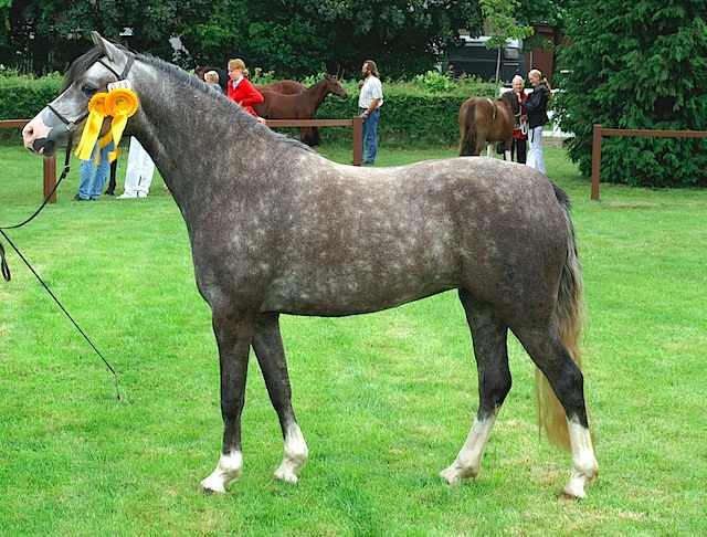 Highness 05
