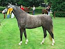 Moorkieker Highness