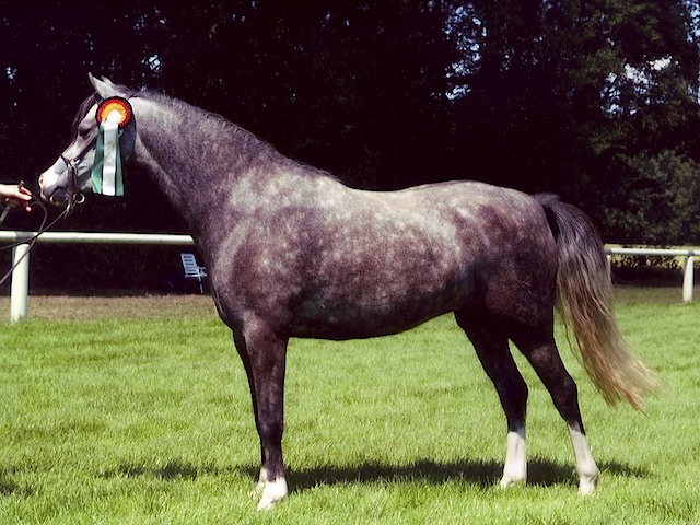 Highness BS 05