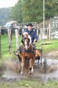Moorkieker Dauphin