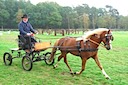 Moorkieker Dauphin