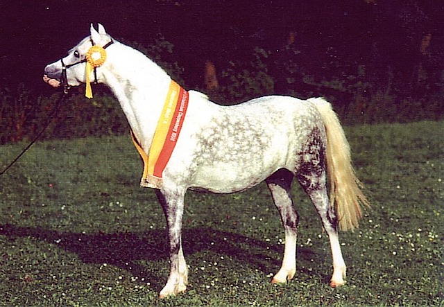 Holly 1999