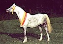 Moorkieker-Stuten / mares