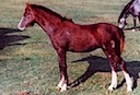 Moorkieker Holly