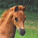 Moorkieker Horea