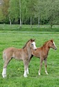 Stutfohlen 2010 / Fillies 2010