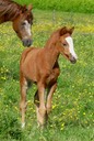 MOORKIEKER LILI MARLEEN