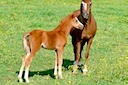MOORKIEKER LILI MARLEEN