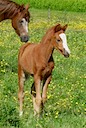 MOORKIEKER LILI MARLEEN