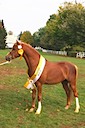 Moorkieker Dauphin
