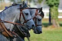 Moorkieker Greylight (vorne/in Front)