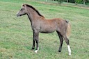 Moorkieker Halesia