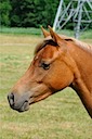 Moorkieker Horea