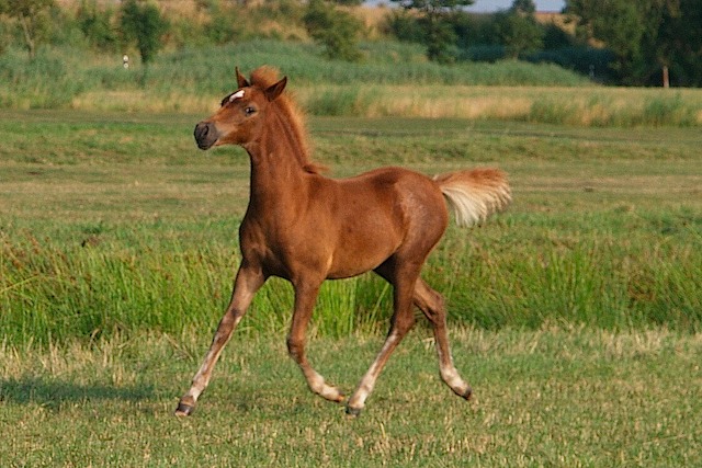 Starlight Trab 29.7