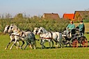 Moorkieker Gatsby (vorne links/in Front left)