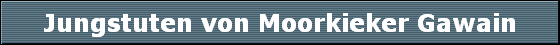 Jungstuten von Moorkieker Gawain