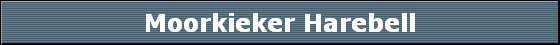 Moorkieker Harebell