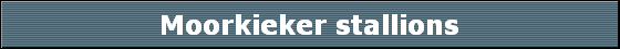 Moorkieker stallions
