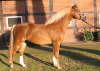 Moorkieker Dauphin