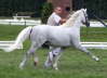 Moorkieker Gawain