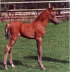 Moorkieker Gawain