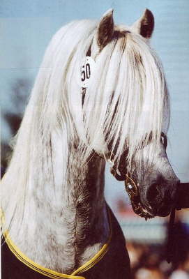 Moorkieker Gawain