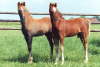 Moorkieker Gawain, Moorkieker Goldstar