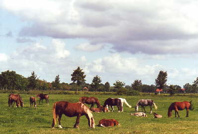 Stutenherde mit Fohlen