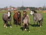 Stutenherde