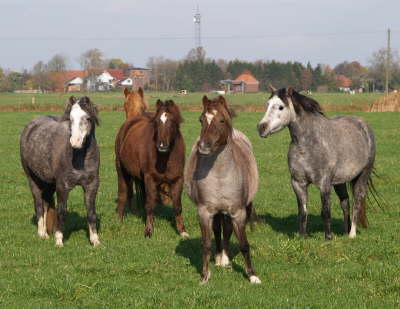 Stutenherde