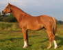Moorkieker Dauphin
