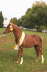 Moorkieker Dauphin