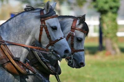 Moorkieker Greylight (vorne)
